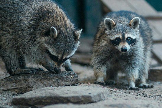 Kiev zoologiske have